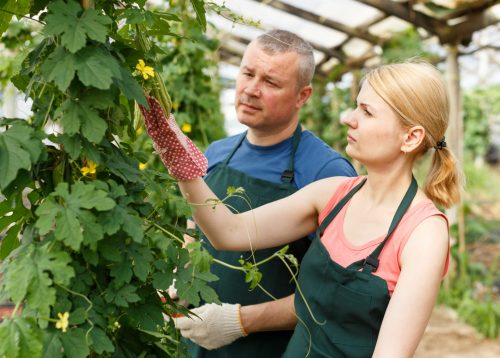 horticulturist