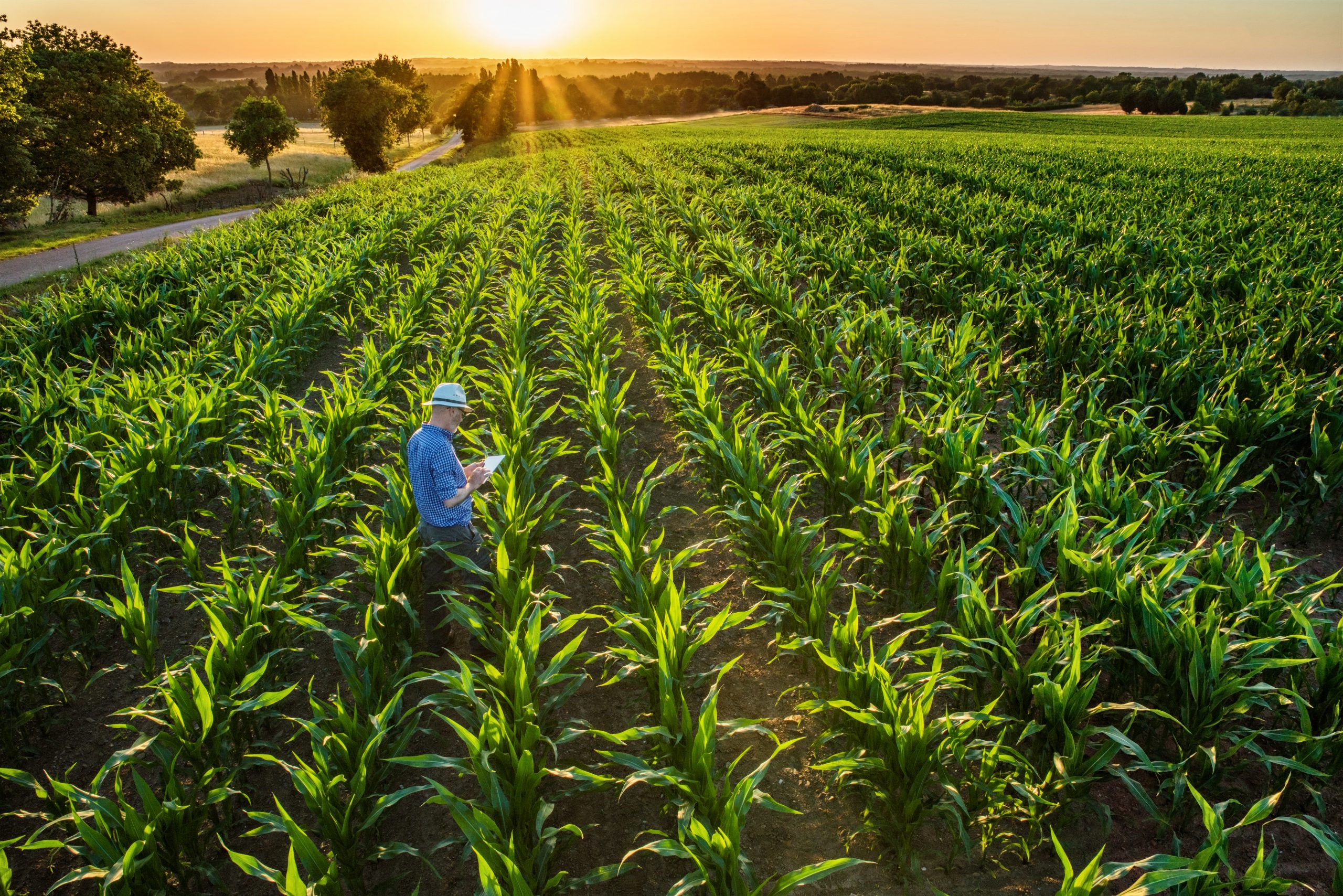 agricultural scientists are working on developing